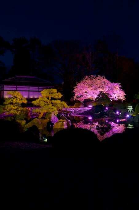 京都 夜桜ライトアップ 夜間特別拝観 21年開催 中止情報 Skyticket 観光ガイド