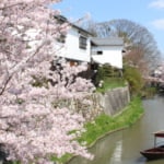 近江八幡市の水郷
