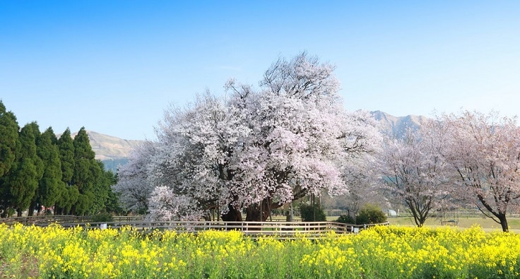 美しい季節の花々と歴史を満喫！熊本の春におすすめの観光地7選