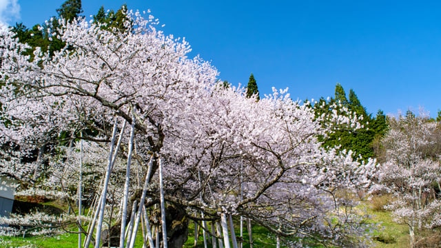 岐阜の桜 美しさ満載お花見スポットおすすめ5選 Skyticket 観光ガイド