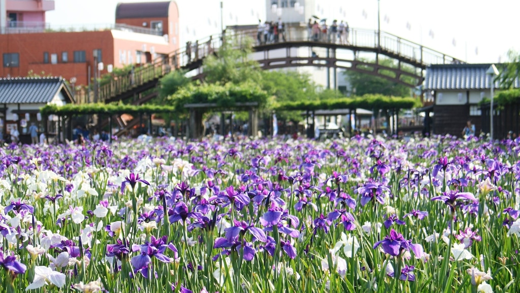 茨城県潮来市のおすすめホテル2選！100万株のあやめが咲き誇る水郷の町