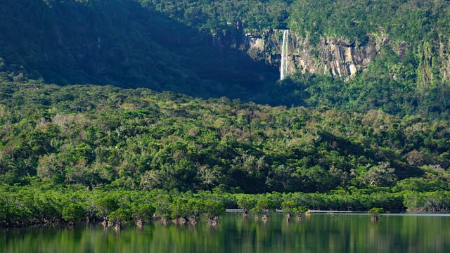 【西表島で自然体験】ジャングル島でおすすめのツアー4選