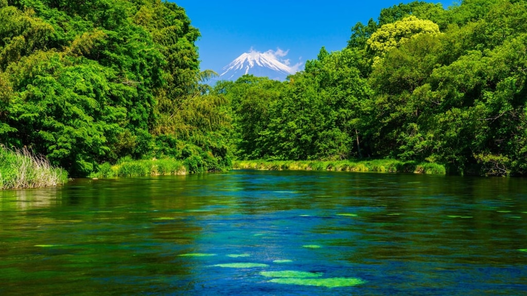 東洋一ともいわれる富士山の湧水群！柿田川公園の観光の魅力をご紹介！
