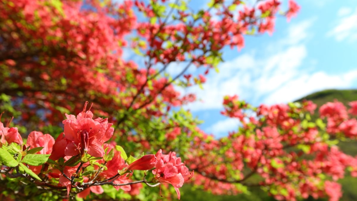 恵山つつじ公園のツツジ情報｜2021年5/22～6/6「恵山つつじまつり