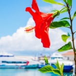 ユーグレナ石垣港離島ターミナル