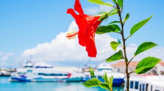 ユーグレナ石垣港離島ターミナル