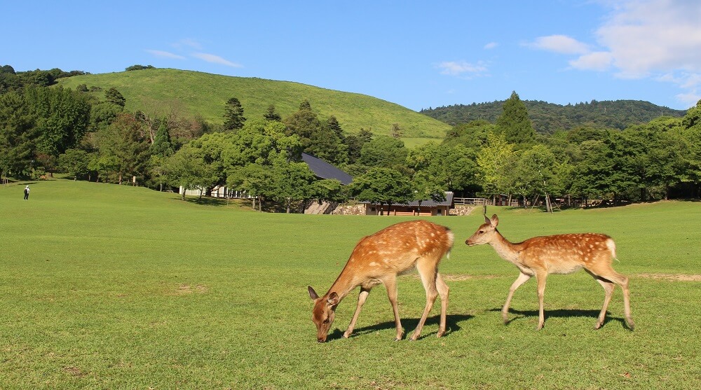 鹿に会える場所はここ！奈良のシンボル若草山で見逃せない観光名所