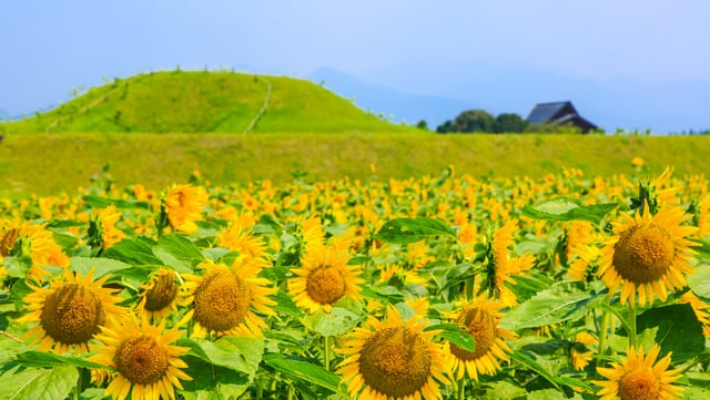 宮崎で花をめぐる旅をしよう！観光名所7選をご紹介します