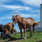尻屋崎灯台と寒立馬