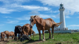 尻屋崎灯台と寒立馬