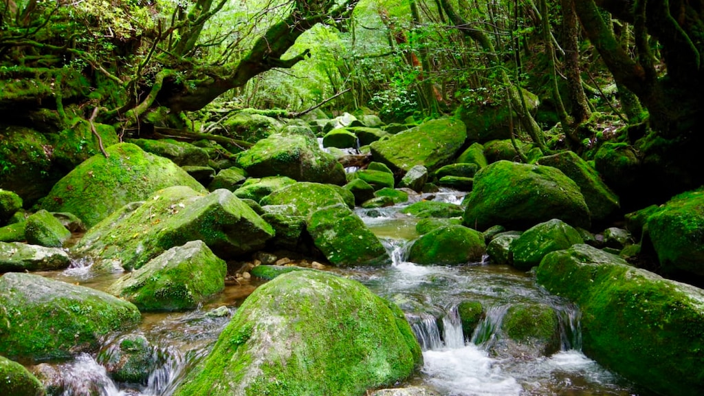 白谷雲水峡を散策観光｜屋久島にある『もののけ姫』の苔むす森