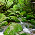 白谷雲水峡　屋久島
