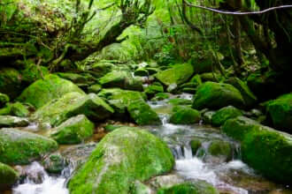 白谷雲水峡　屋久島