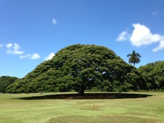 モアナルア・ガーデンにある有名な日立の樹