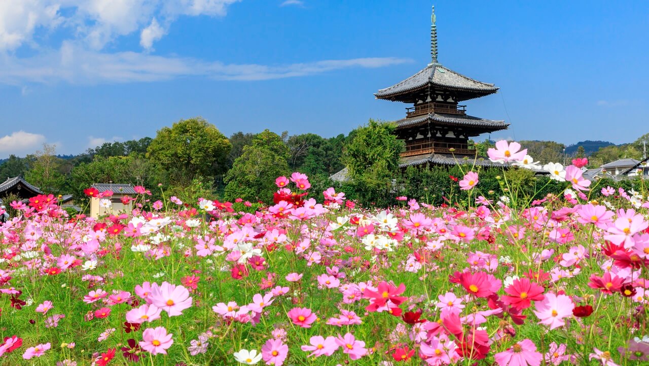 奈良の世界遺産「法起寺」とは？桜やコスモスの見ごろもご紹介 