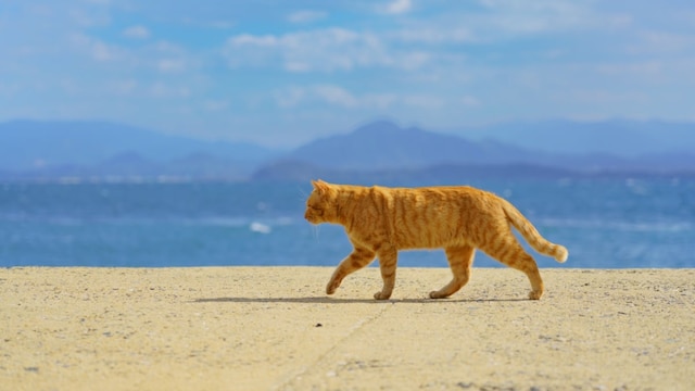 世界6大猫スポット 福岡 猫の島 相島 に行こう Skyticket 観光ガイド