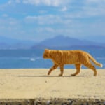 福岡「相島」猫の島