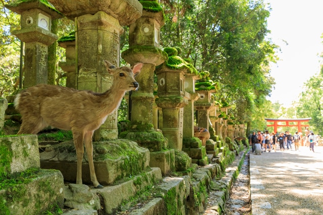 奈良の歴史を物語る世界遺産「古都奈良の文化財」を詳しくご紹介！