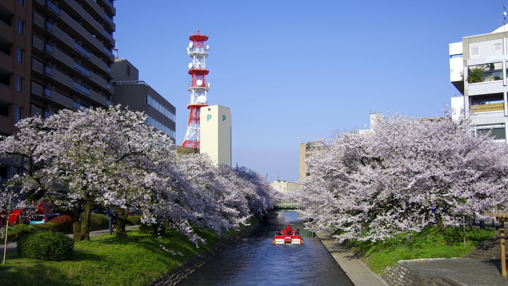 お花見シーズンに訪れたい！桜の名所「松川遊覧船」の楽しみ方