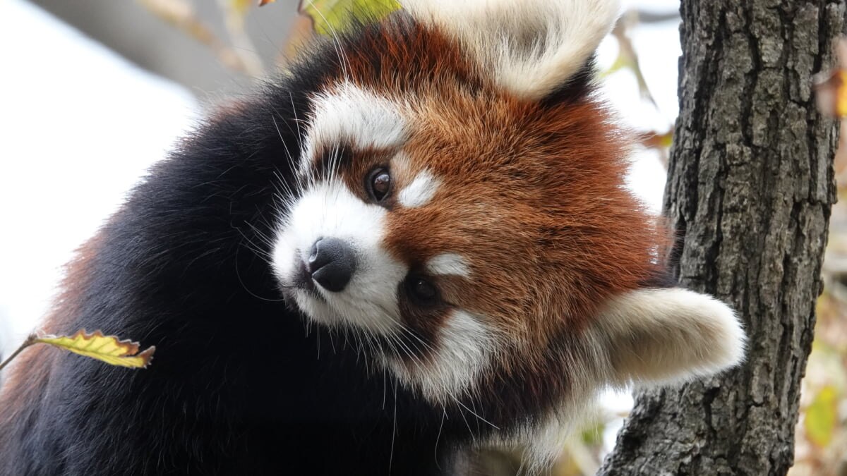 野毛山動物園とは 入園無料で楽しめる見どころをご紹介 Skyticket 観光ガイド