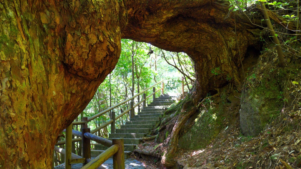 ヤクスギランド（屋久島）🌲苔むす森と屋久杉を手軽に楽しめる森林渓谷