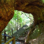 屋久島　ヤクスギランド