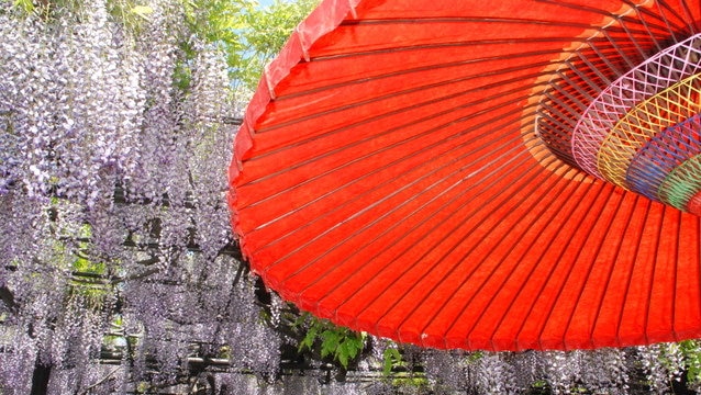 樹齢300年以上の藤の花が見れる羽島市の見どころ満載お祭り4選！