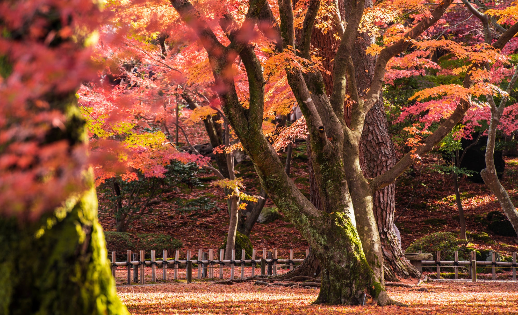 甲信越 北陸の紅葉スポット秋 ライトアップが美しい紅葉名所が Skyticket 観光ガイド