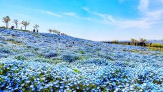 ネモフィラ祭り