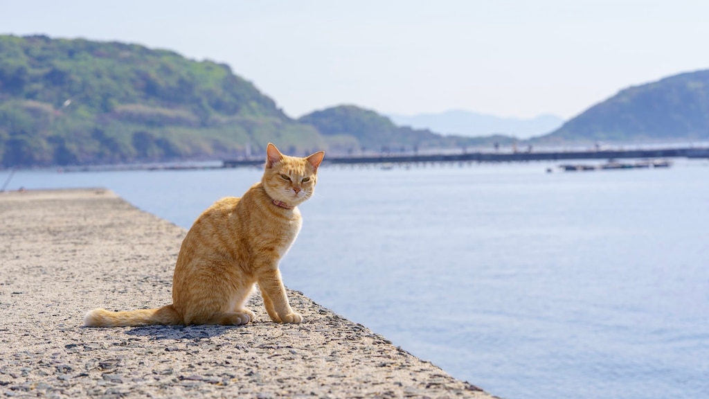 福岡市郊外・新宮町周辺のおすすめホテル3選！世界に知られた猫の島がある町