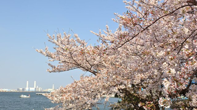 横浜の桜の名所10選 おすすめしたいお花見スポット Skyticket 観光ガイド