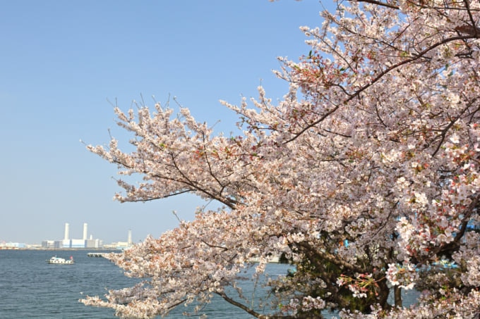 横浜には桜の名所が多数