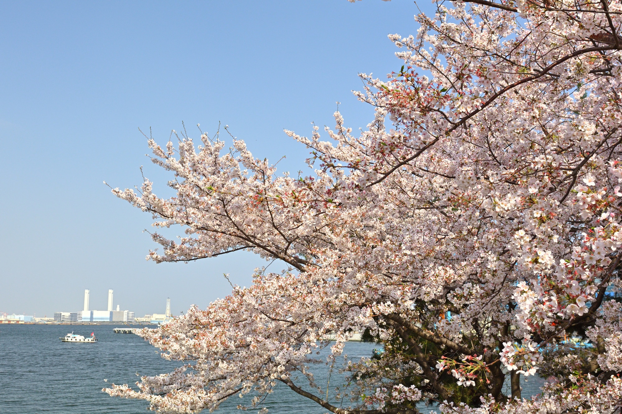 横浜の桜の名所10選 おすすめしたいお花見スポット Skyticket 観光ガイド