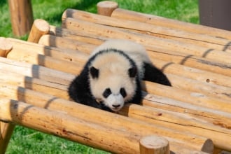 パンダの数は上野よりも多い