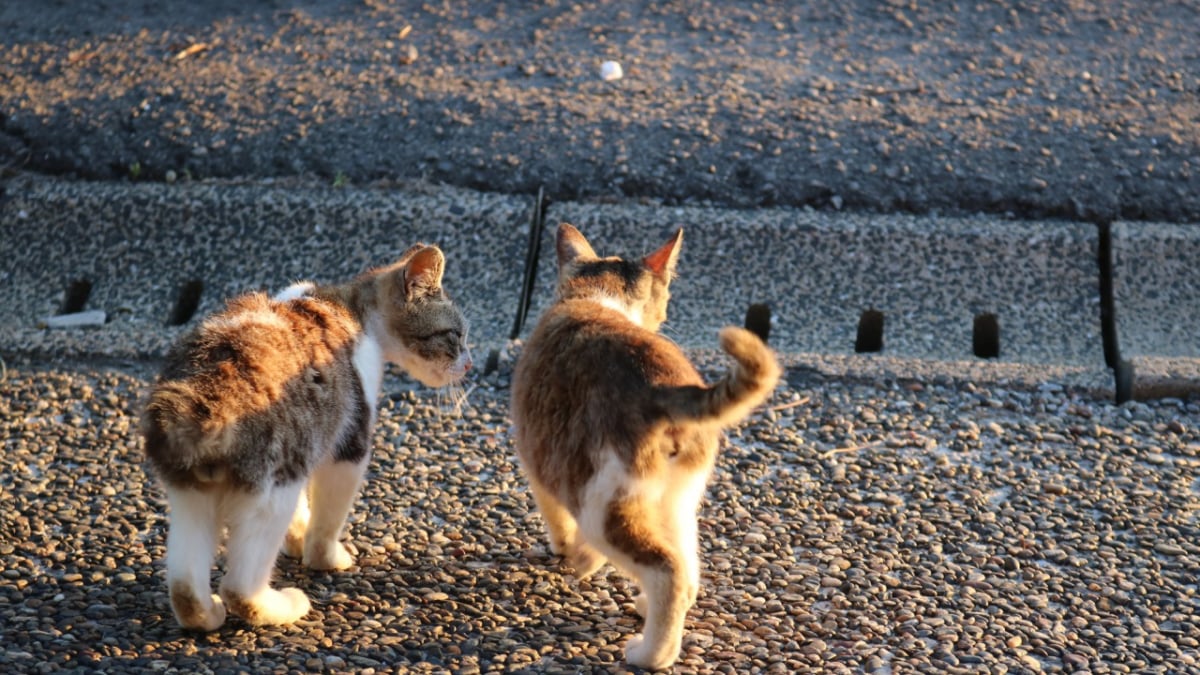 長崎の 尾曲がり猫神社 は猫好きの聖地 穴場ねこスポット Skyticket 観光ガイド