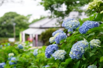 山之口あじさい公園の画像