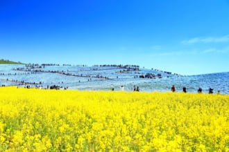 国営ひたち海浜公園の春の風景「ネモフィラと菜の花」