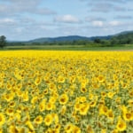 名寄市智恵文のひまわり畑