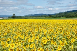 名寄市智恵文のひまわり畑