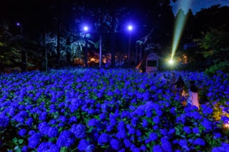 アジサイのライトアップの画像