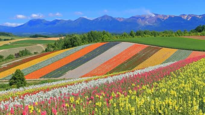 北海道の花の名所23選 圧倒的スケールのお花畑とは Skyticket 観光ガイド