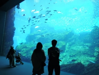 仙台うみの杜水族館で面白いイベントが実施される