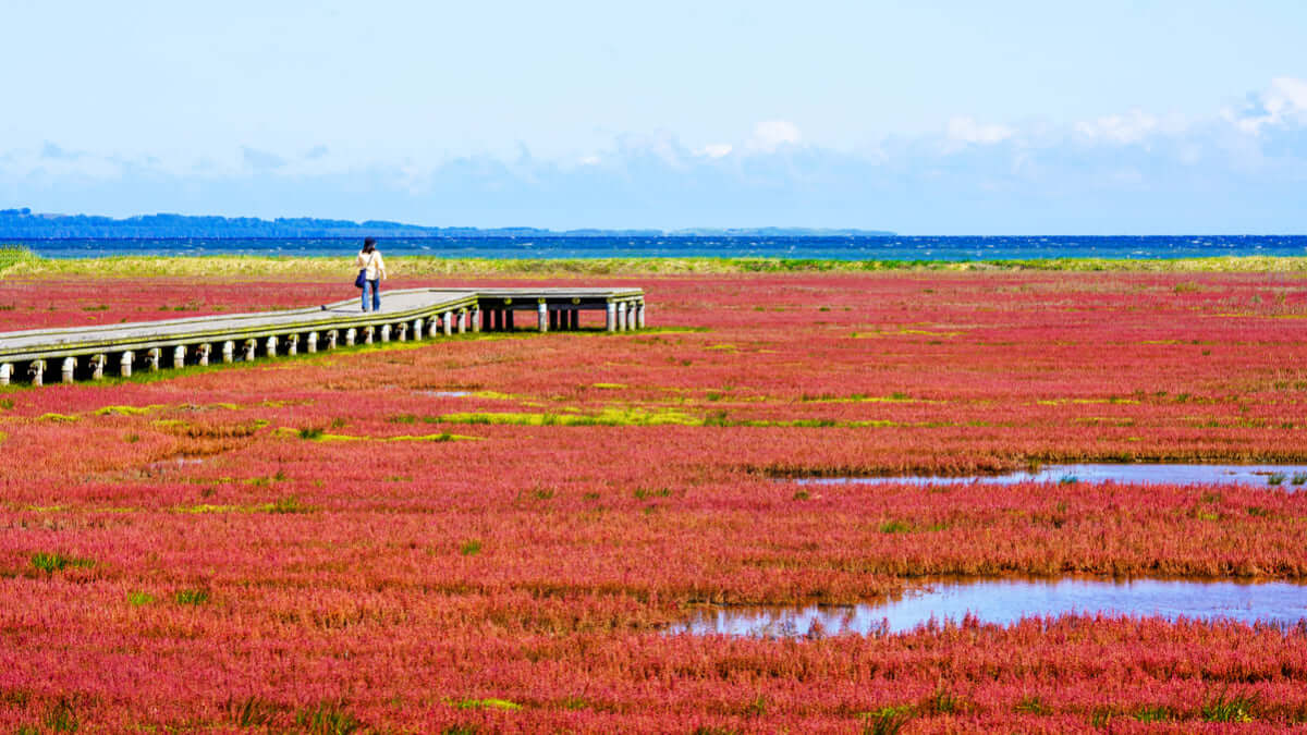 能取湖のアクセスや周辺スポット 日本一のサンゴ草群落地 Skyticket 観光ガイド