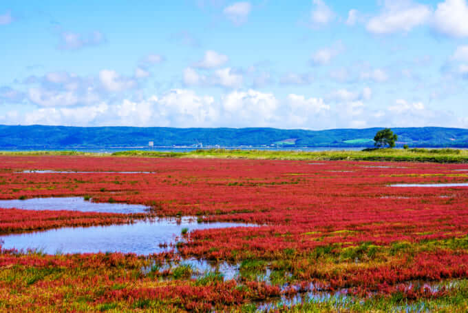 能取湖のアクセスや周辺スポット 日本一のサンゴ草群落地 Skyticket 観光ガイド