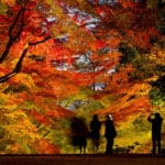 多賀町 胡宮神社 紅葉ライトアップ