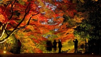 多賀町 胡宮神社 紅葉ライトアップ