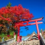 見ごろを迎える高尾山の紅葉