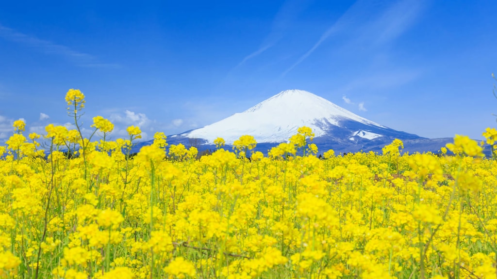 どこに行っても富士山が見える！名峰の麓御殿場市のおすすめ観光スポット