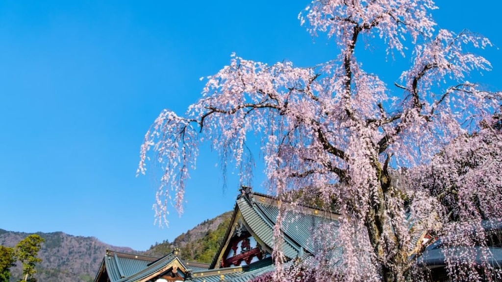 日蓮聖人の魂が宿る身延山久遠寺｜樹齢400年のしだれ桜は必見！