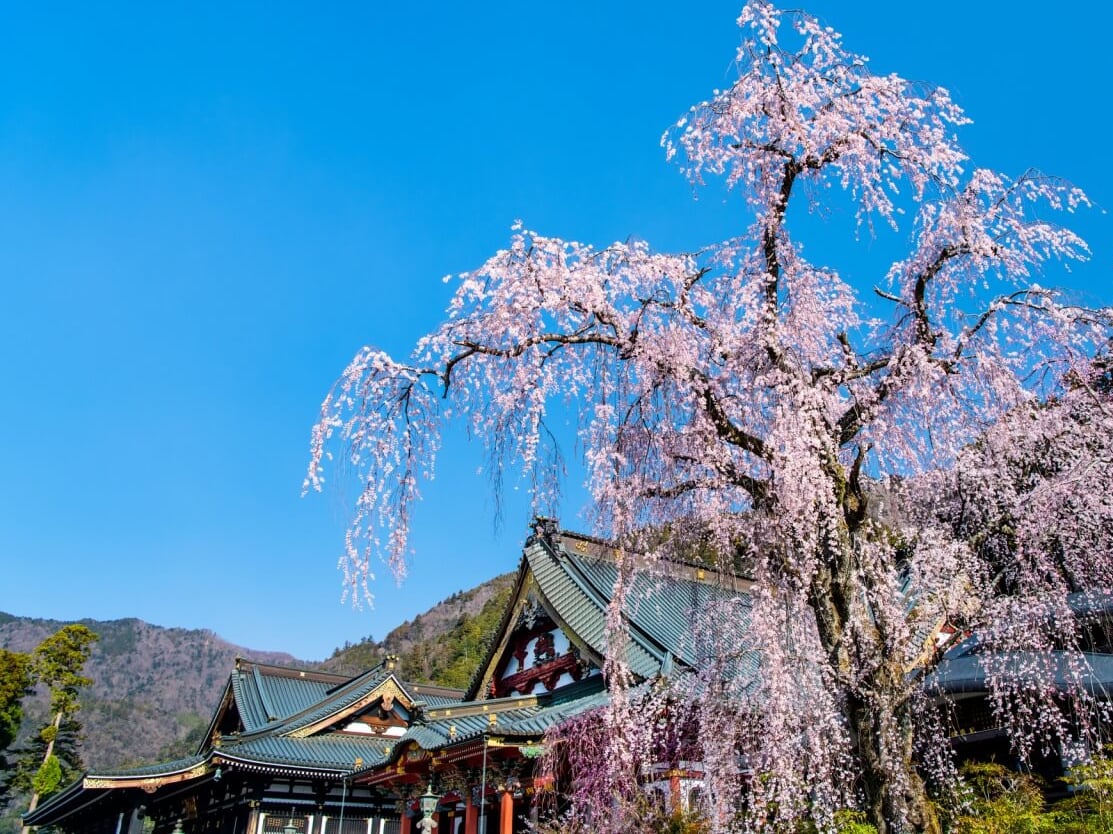 日蓮聖人の魂が宿る身延山久遠寺｜樹齢400年のしだれ桜は必見